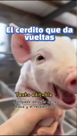 trend del cerdito 