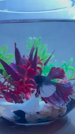 Beta 🐠