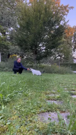 Katze 