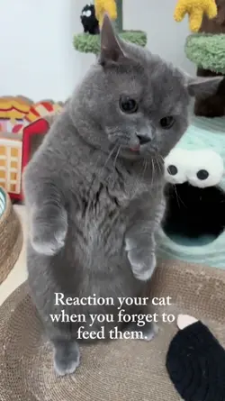 Angry Cat