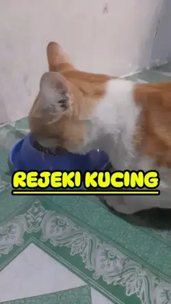 REJEKI KUCING 