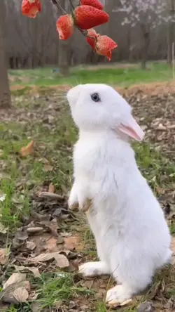 rabbit moment videos