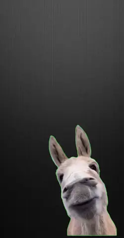 Donkey