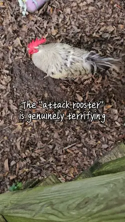 Rooster