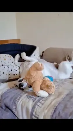 Cutie Slowmo 