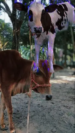 গরু টেমপ্লেট cow 