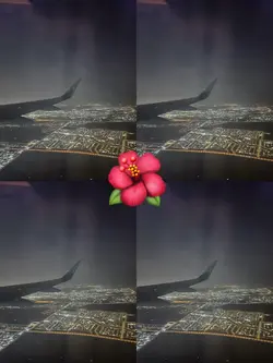 🌺