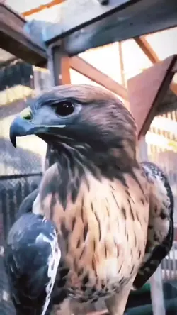 Eagle Template