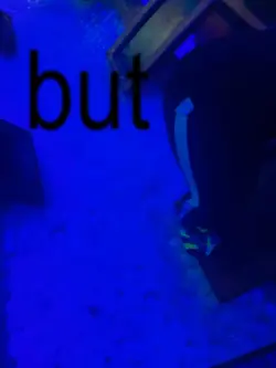 yu belong to meeee