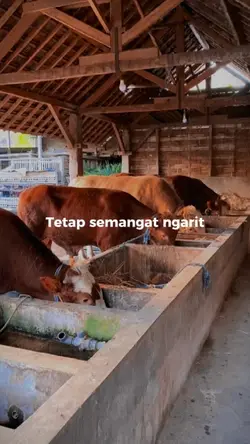 kita peternak muda