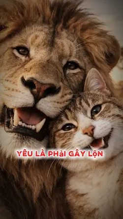 Yêu là phải gây lộn