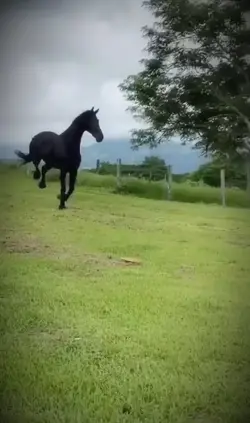 Ralentis 