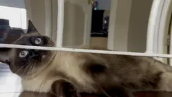 Fussy British Cat