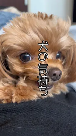 犬の気持ち