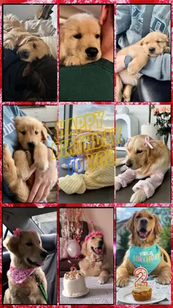 Birthday Dog