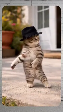 cat dancing