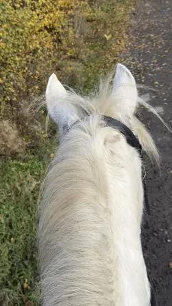 My fav pair of ears🤍