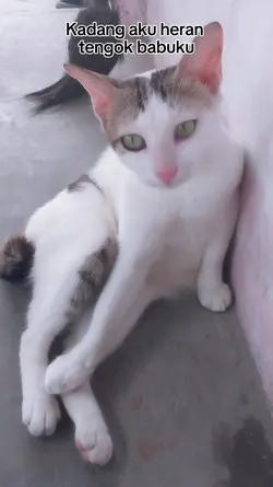 kucing