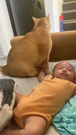 vidio kucing 
