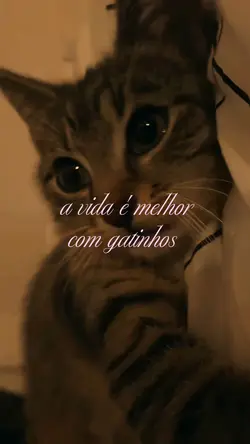 gatinhos 