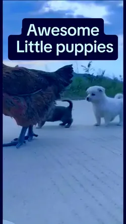 Little puppies