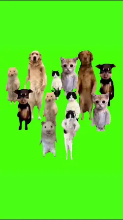 animals dancing
