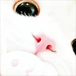 miau