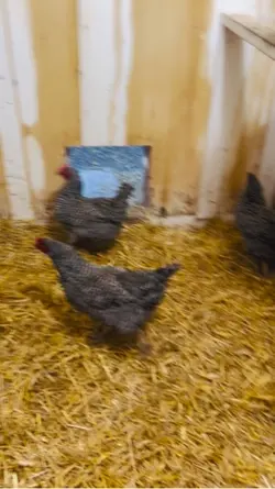 Chicken Farm