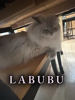 out dress my Labubu