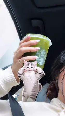 stiker Kucing viral