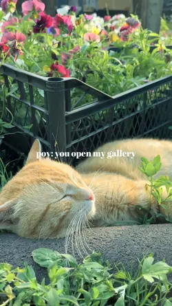 pov: you open my 