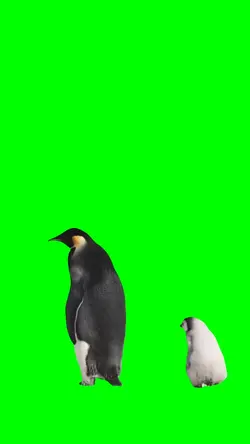 PENGUINS WALKING