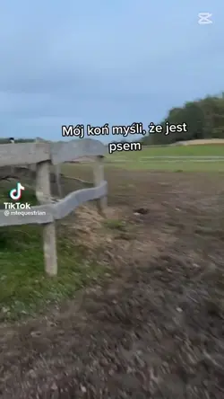 konie