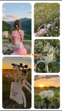 Daisies Flowers
