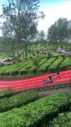 Lagi di puncak 