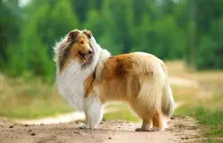 AI Rough Collie