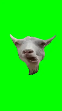 Funny goat chewing 
