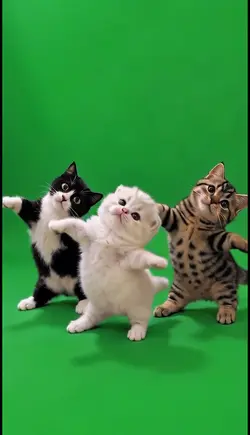 CUTE KITTEN DANCE