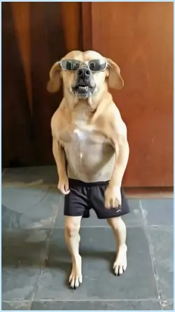 dancing dog