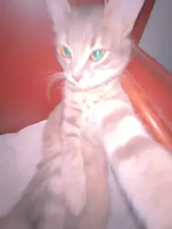 Rizz cat
