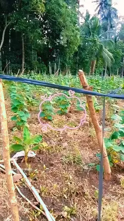 magtanim 