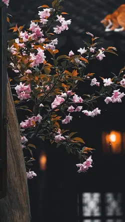 new slowmotion trend