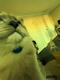 Cat dancing template