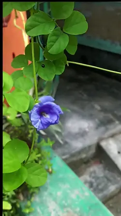 খুব কাছাকাছি 