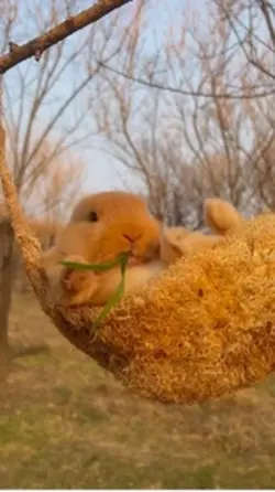 Cute rabbit