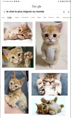 le chat le plus...