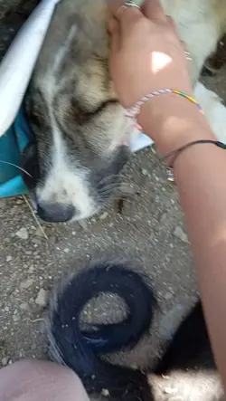 köpeklerimm