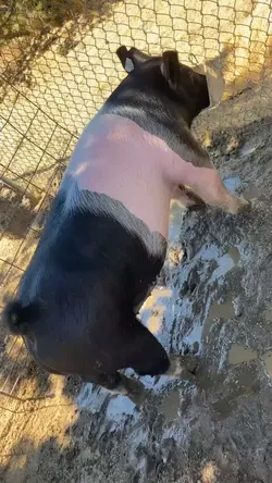 Afternoon routine ☀️🐽
