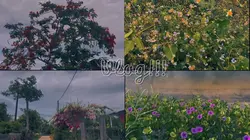 4 vid ( intro)