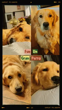 Fue un gran perro 